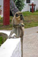 African Green Vervet Monkey