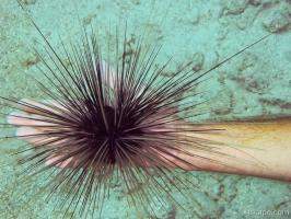 Brave diver handling a sea urchin.