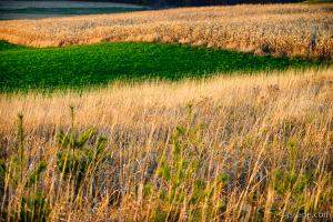 Galena's colorful fields