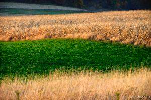 Galena's colorful fields