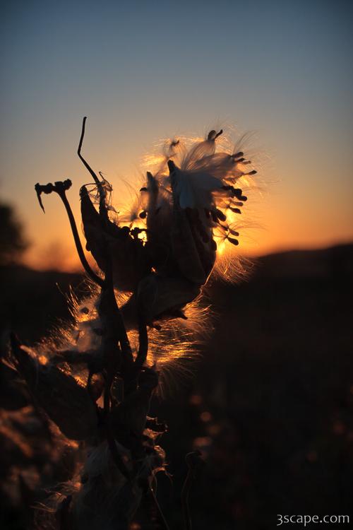 Milkweed seed pods at sunset