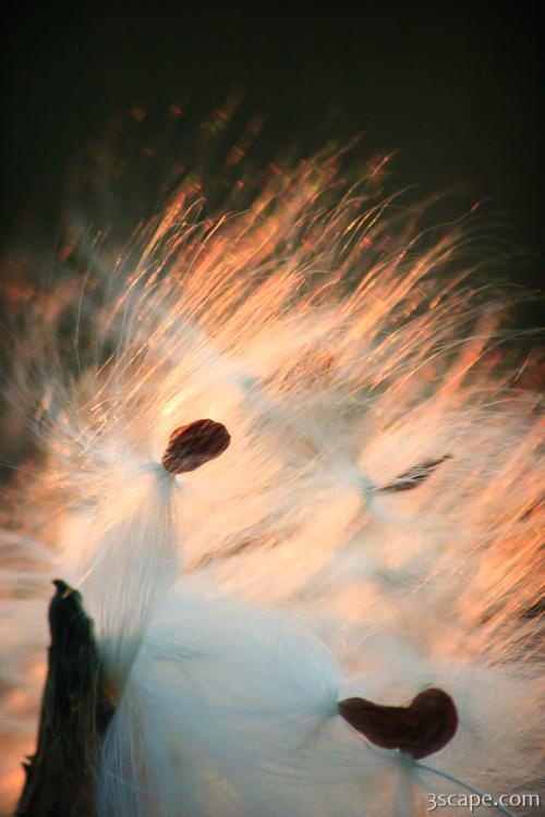 Milkweed seed pods at sunset Photograph by Adam Romanowicz