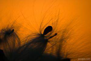 Milkweed seed pods at sunset