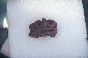 Taino Indian artifact called a 'zemi'