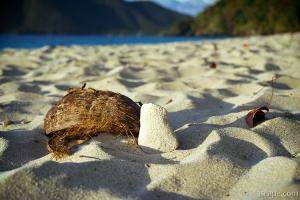 Coconut shell, Coral, Beach