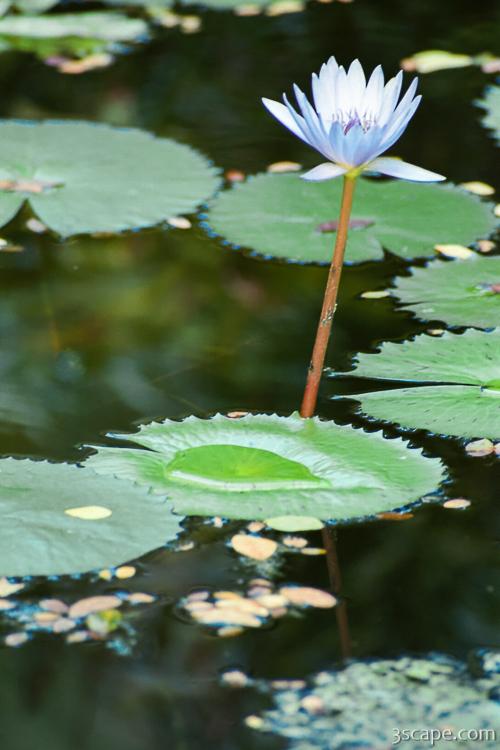 Lily pad and flower (Chankanaab Nature Park)