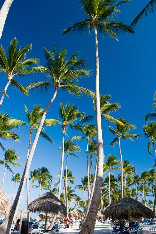 Tall palm trees on the beach