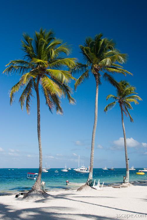 Tall palm trees on the beach