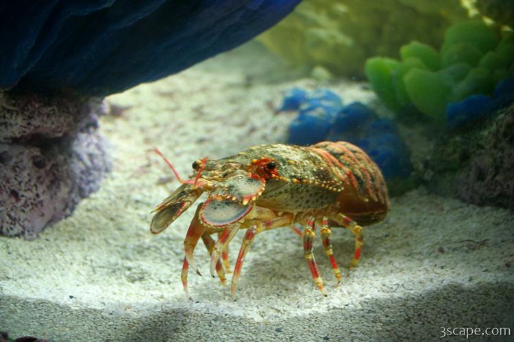 Spanish (Slipper) Lobster