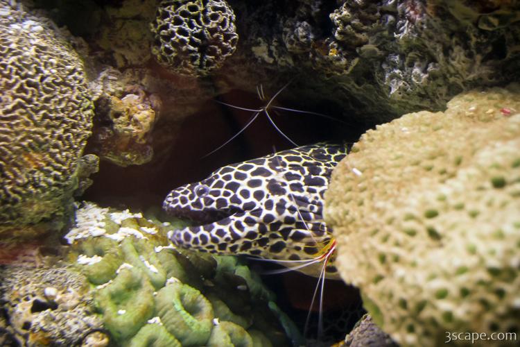 Moray Eel with cleaner shrimp