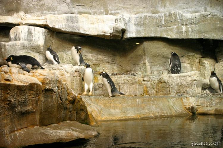 Active Gentoo Penguins
