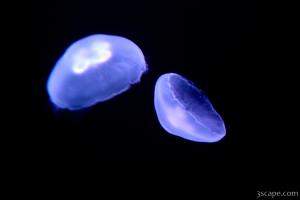 Jellyfish under purple light