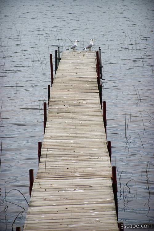 Private dock with seagulls