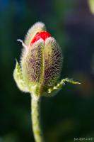 Budding Poppy flower