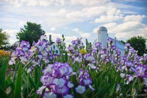 Iris Farm near Traverse City Michigan