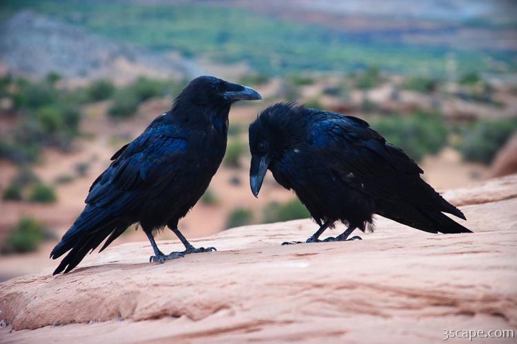 Common Northern Ravens