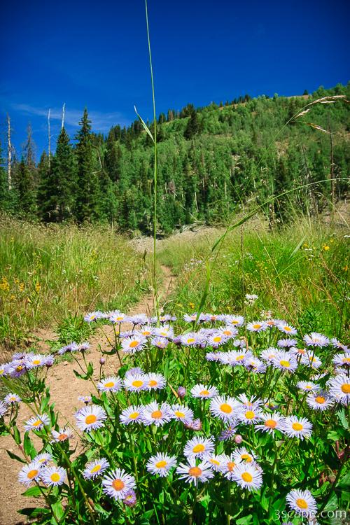 Wildflowers along Burro Pass Trail