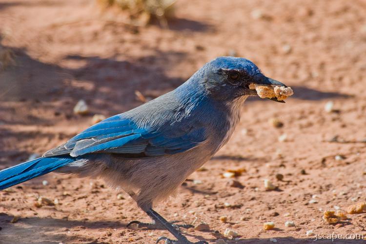 Desert Blue Jay