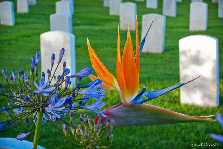 Bird of Paradise at the Fort Rosecrans National Cemetery