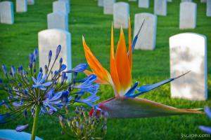 Bird of Paradise at the Fort Rosecrans National Cemetery