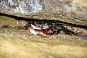 Another crab hiding in the rocks