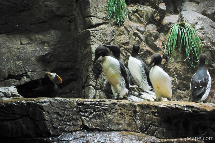 Some kind of penguins