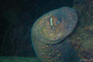 Scary moray eel
