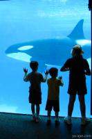 Kids watching the killer whales (Orca's)