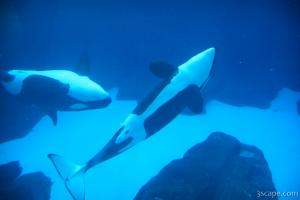 Killer Whales playing