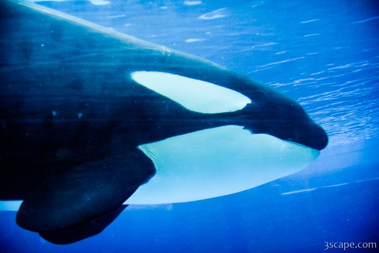 Killer Whale (Orca)