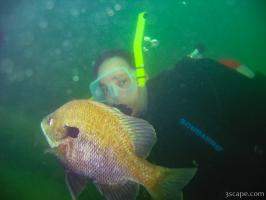 Diver checking out the huge Blue Gill