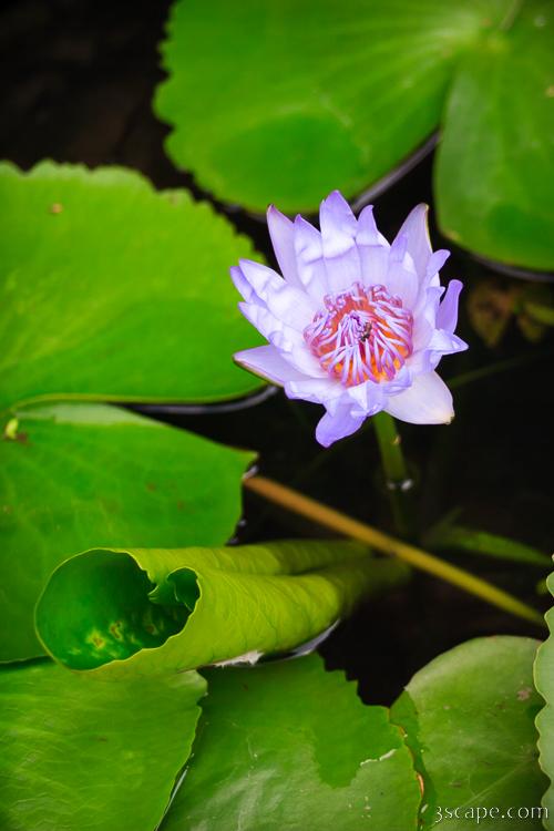 Lotus Flower and Lily Pad