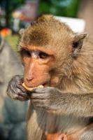 Macaque monkey