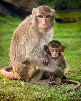 Macaque Monkey Family