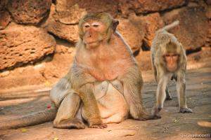 FAT Macaque