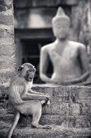 Monkey and Buddha at Phra Prang Sam Yot