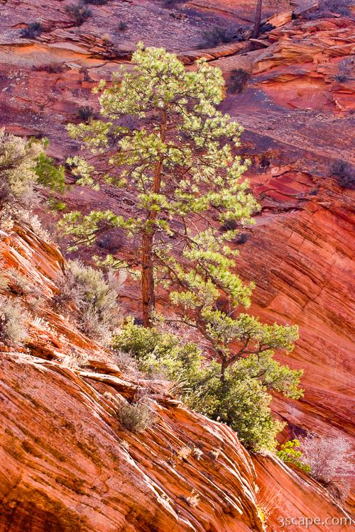 Red rock and backlit tree