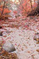Sandy wash and red leaves