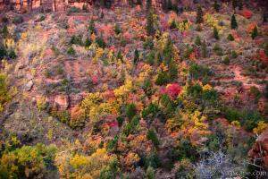 Zion's fall colors