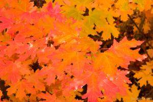 Colorful maple leaves
