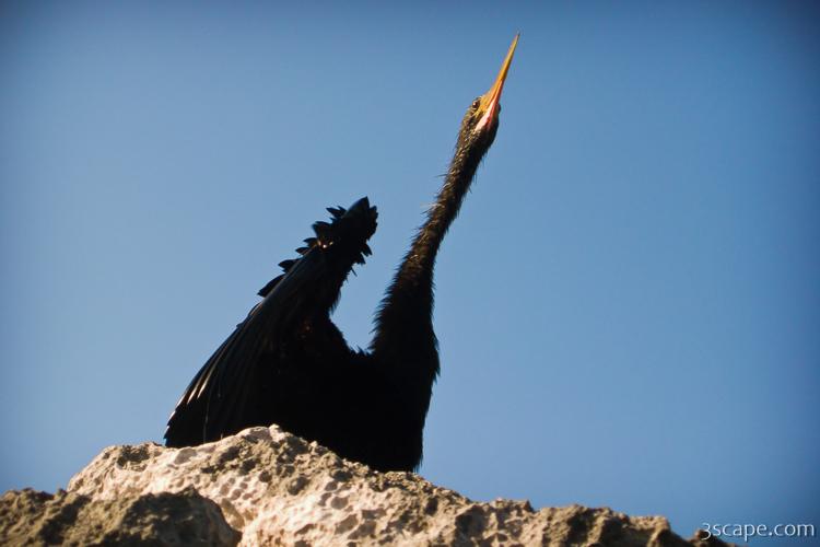 Black bird (stork?)