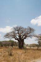 One of many huge Baobab trees