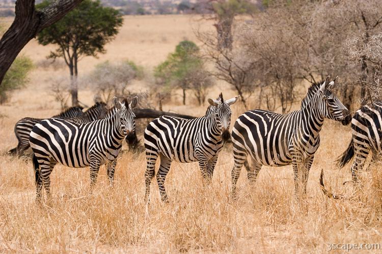 Group of zebras Photograph by Adam Romanowicz