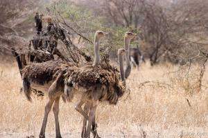 A few female ostriches