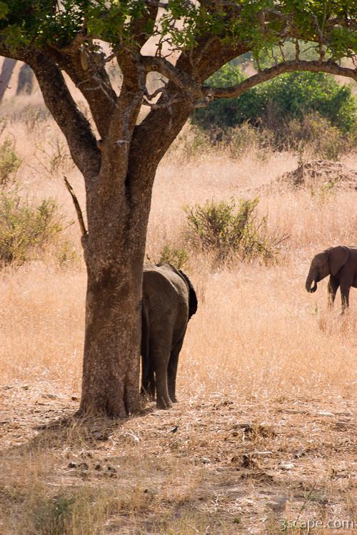 Elephant scratching its rear on a tree