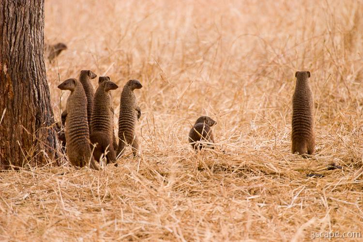 A group of banded mongoose all popped up at the same time to check things out