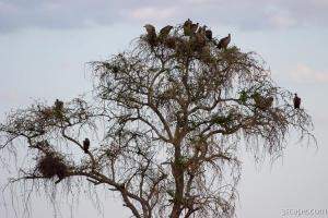 Group of vultures waiting for their turn to feast