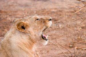 Lion yawning (or is it roaring)