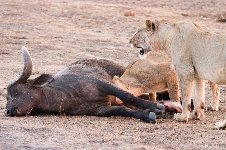 Lions munching on a freshly killed cape buffalo