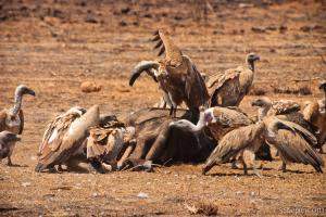 Vultures feeding on a dead buffalo